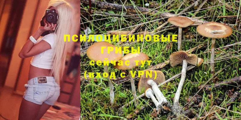 Галлюциногенные грибы Magic Shrooms  Дорогобуж 